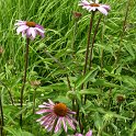 Echinacea purpurea 'Magnus'